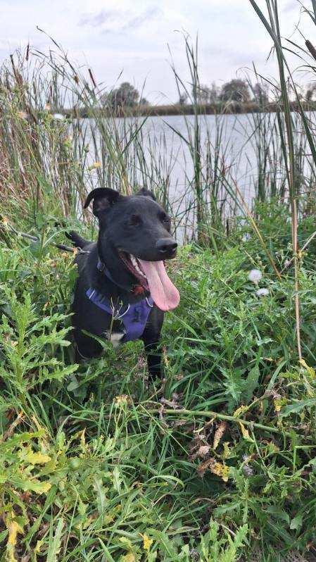 Bruce, a Adoptable mixed breed in Crookston, MN image 6/6