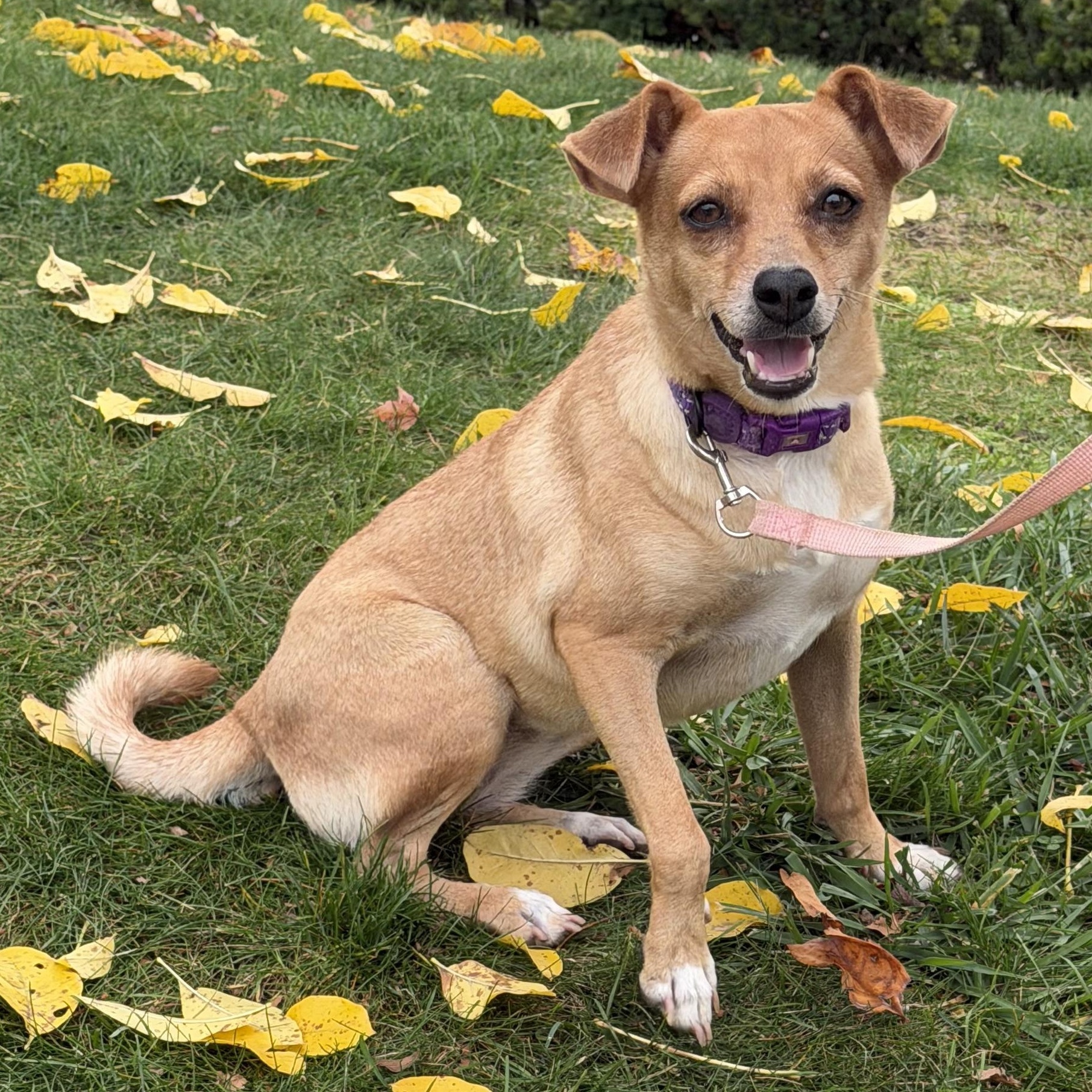 Lulu, Adopted, Young Female Rat Terrier & Mixed Breed.