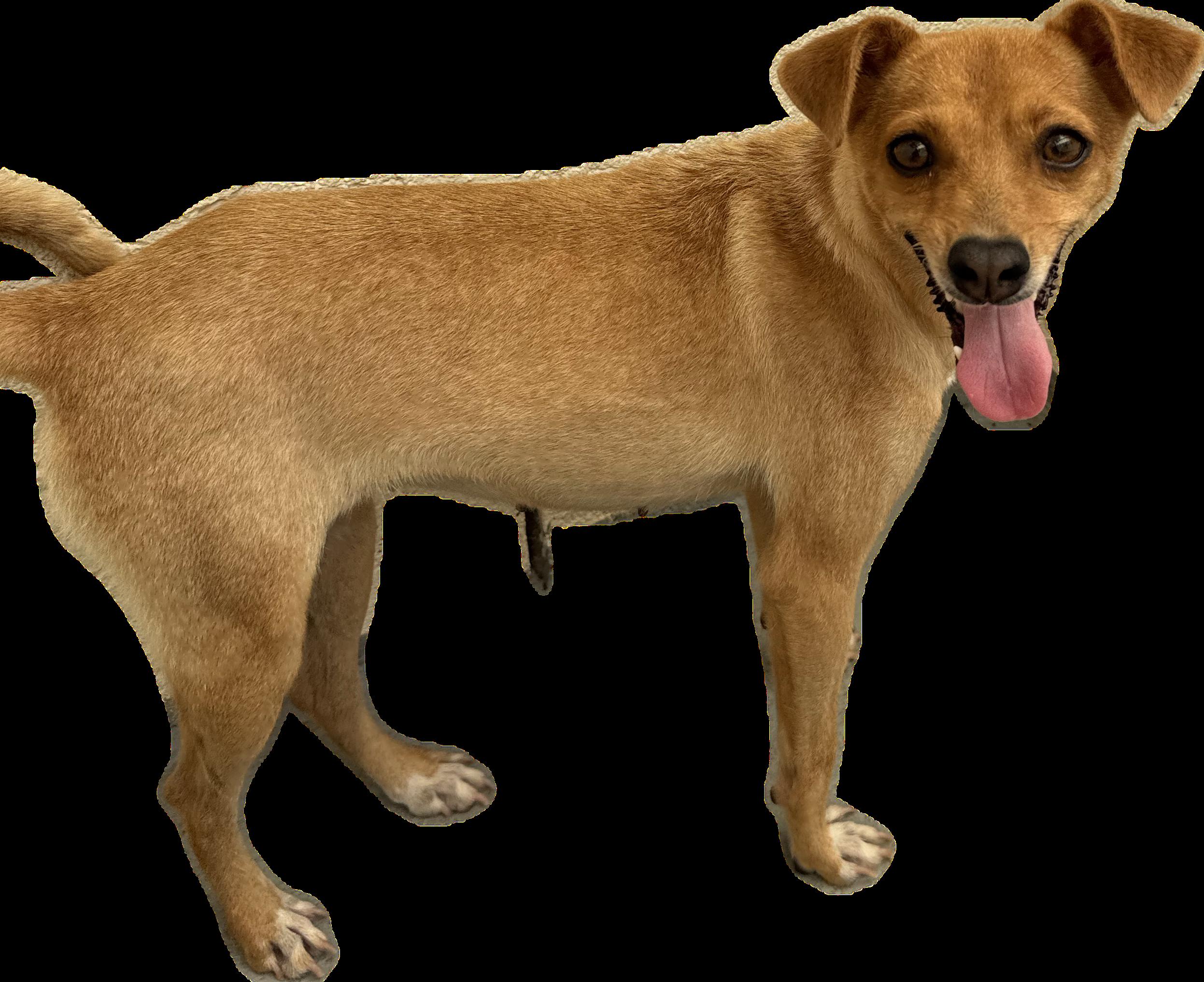 Enlarge Lulu, a Adopted mixed breed in Nanuet, NY image 5/5