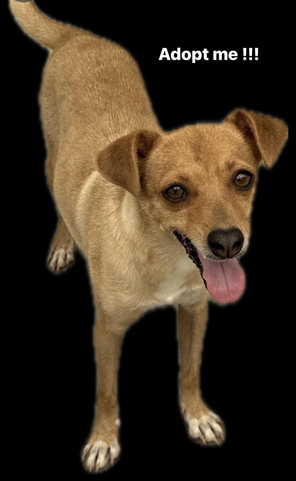 Enlarge Lulu, a Adopted mixed breed in Nanuet, NY image 3/5