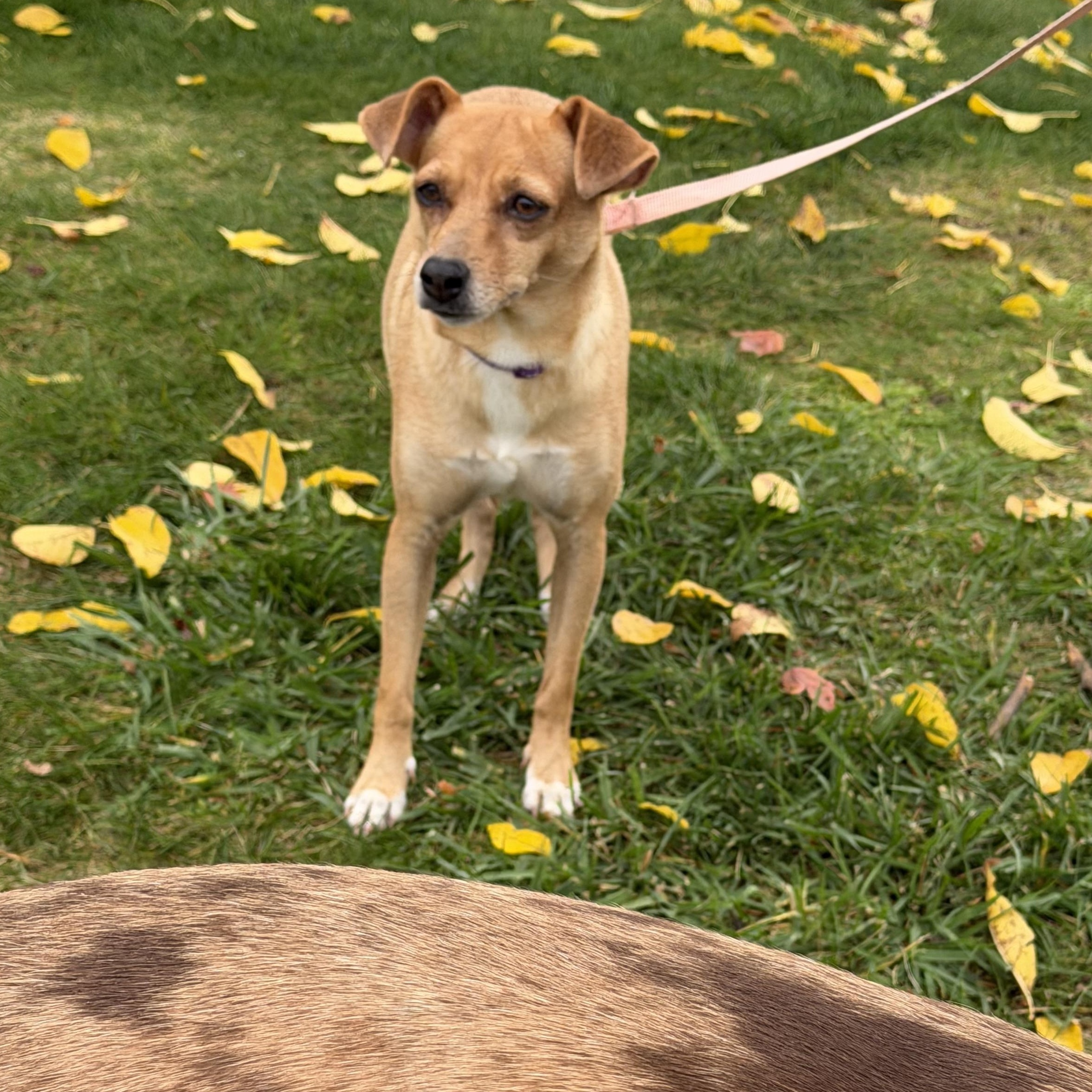 Enlarge Lulu, a Adopted mixed breed in Nanuet, NY image 4/5