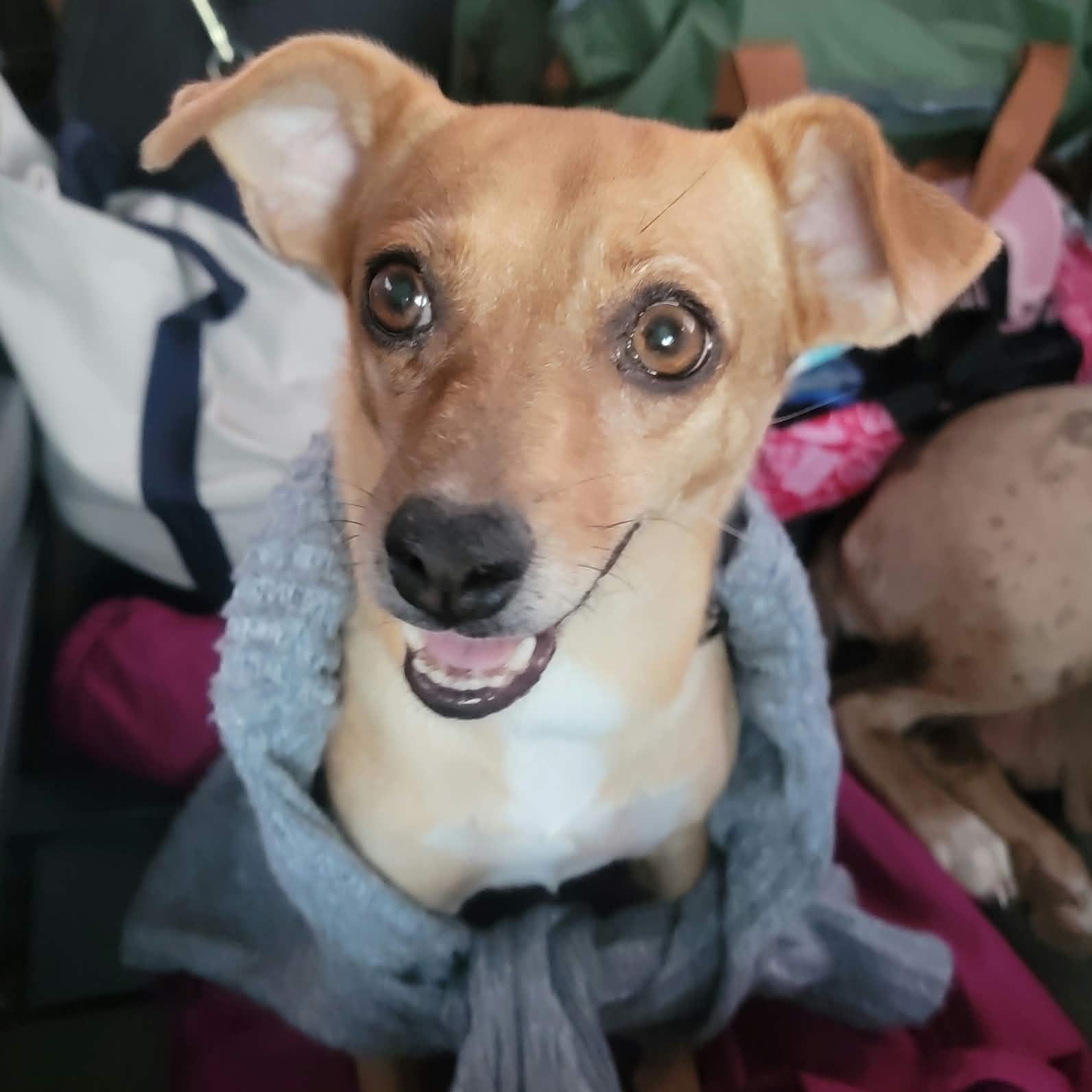 Enlarge Lulu, a Adopted mixed breed in Nanuet, NY image 2/5
