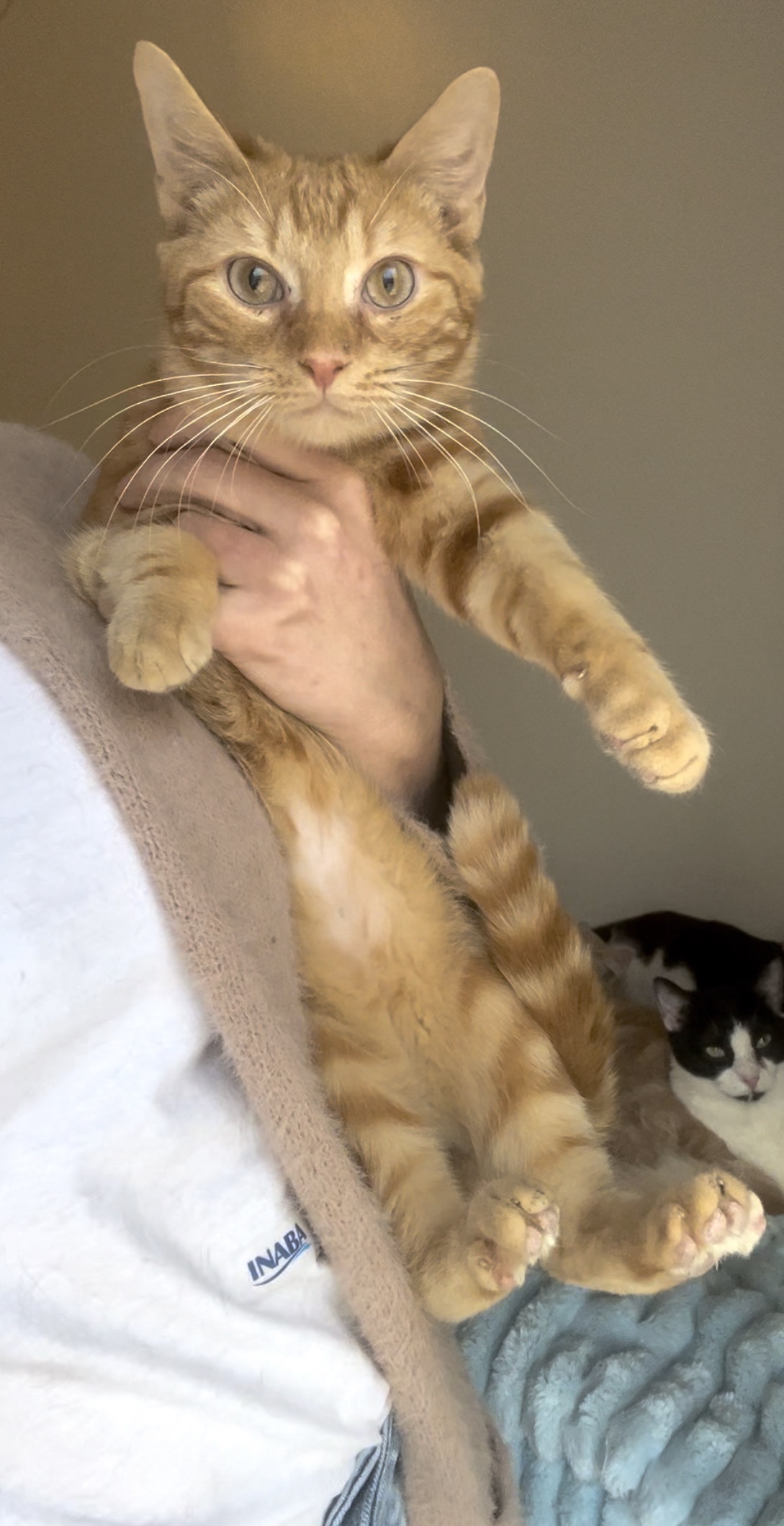 Cat for adoption Kauai, an American Shorthair in Brooklyn, NY Petfinder