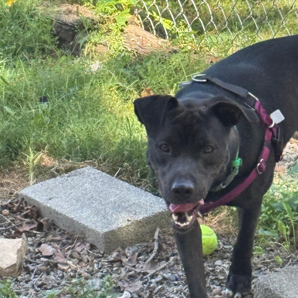 Koda, Adoptable, Young Male Labrador Retriever & Mixed Breed.