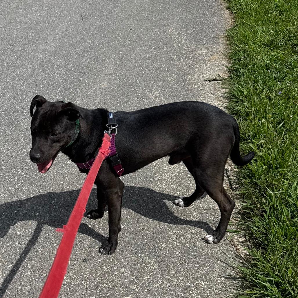 Enlarge Koda, a Adoptable mixed breed in Berkeley Springs, WV image 2/4