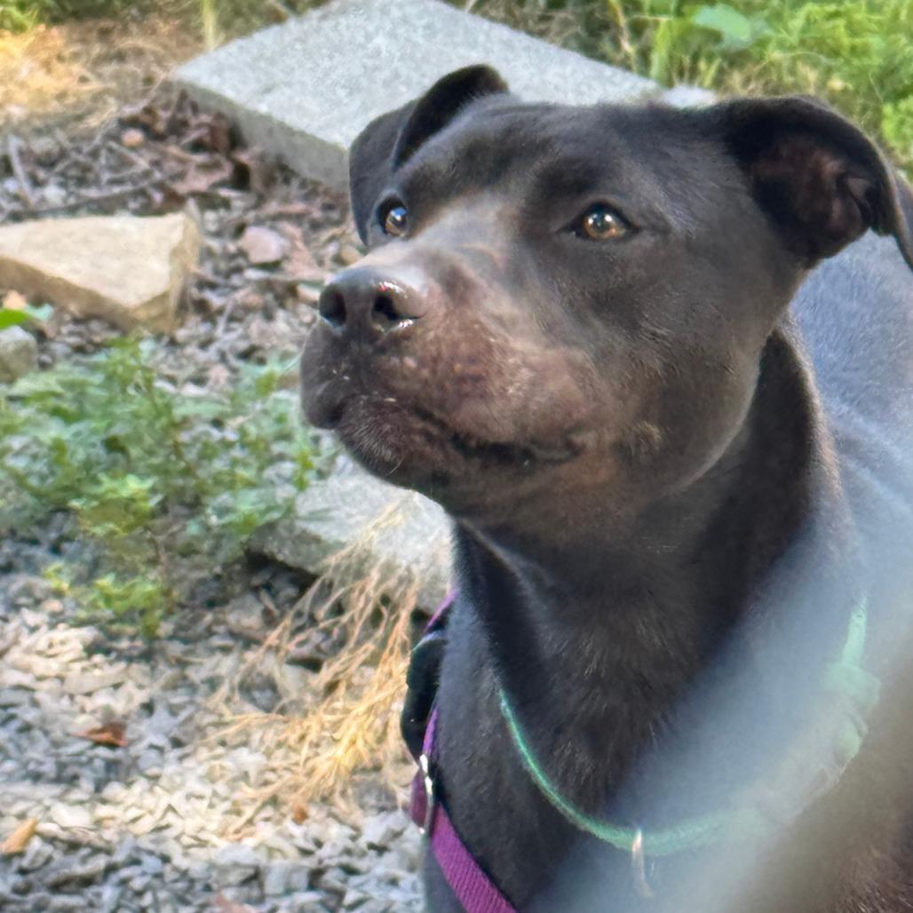 Enlarge Koda, a Adoptable mixed breed in Berkeley Springs, WV image 3/4