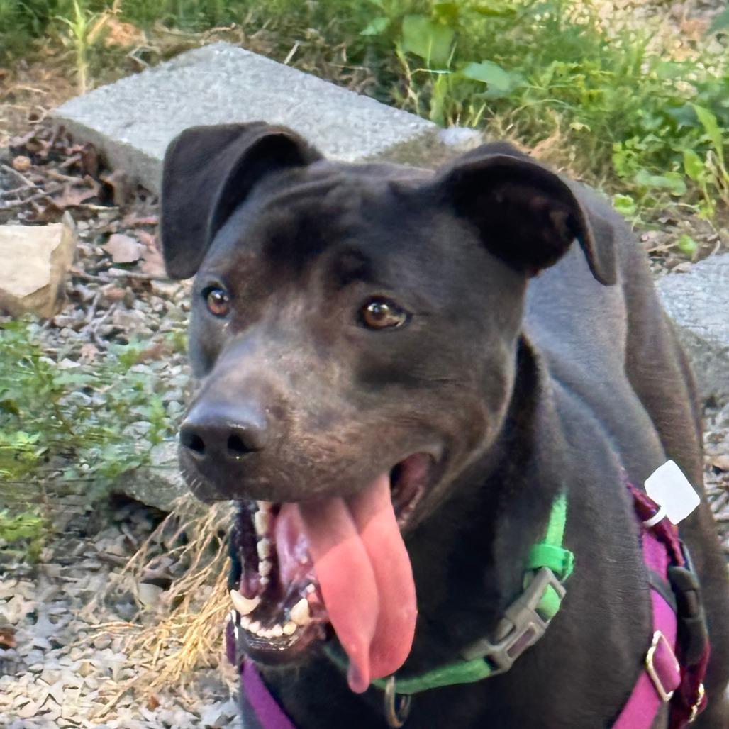Enlarge Koda, a Adoptable mixed breed in Berkeley Springs, WV image 4/4