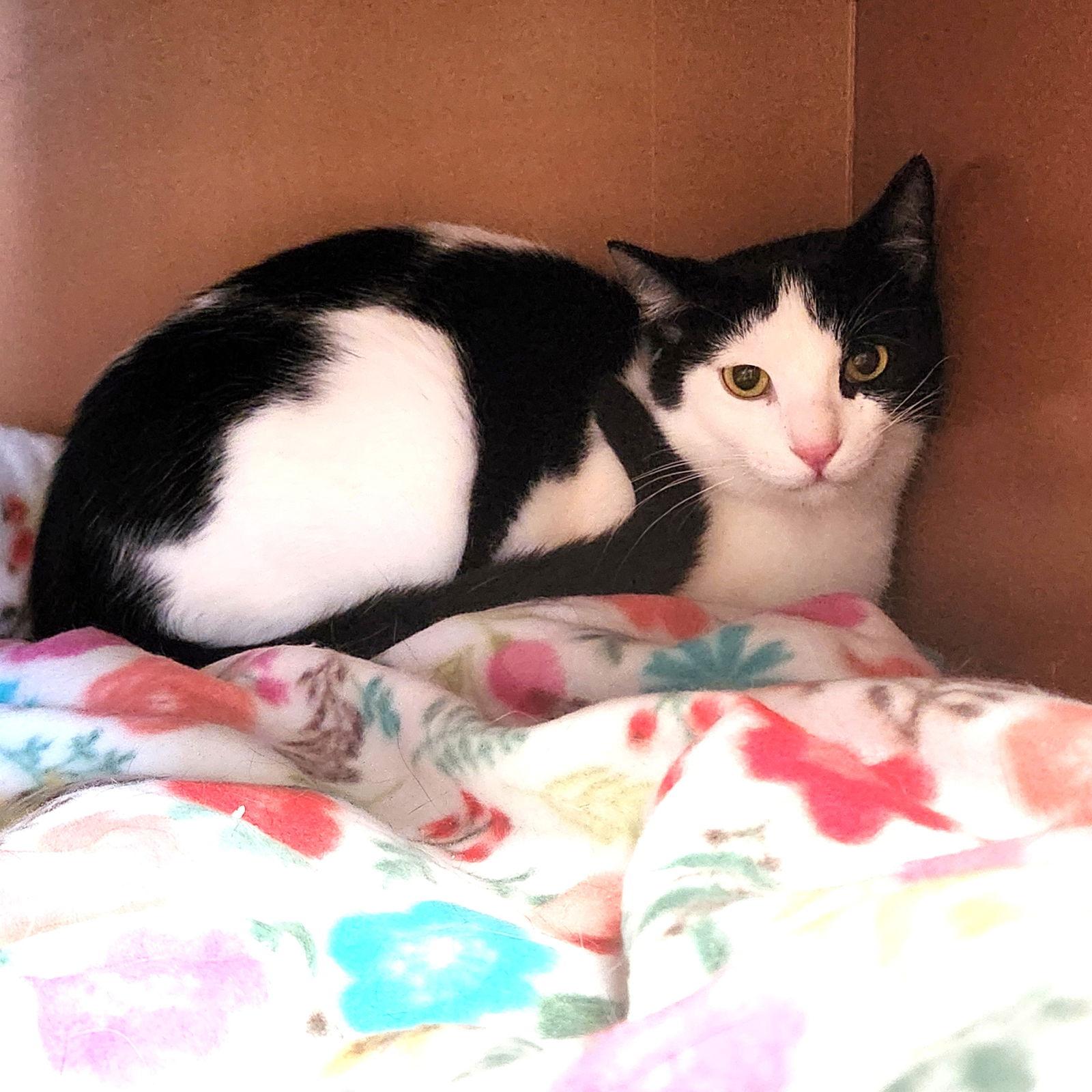 Dimitri, Adoptable, Adult Male Domestic Short Hair.