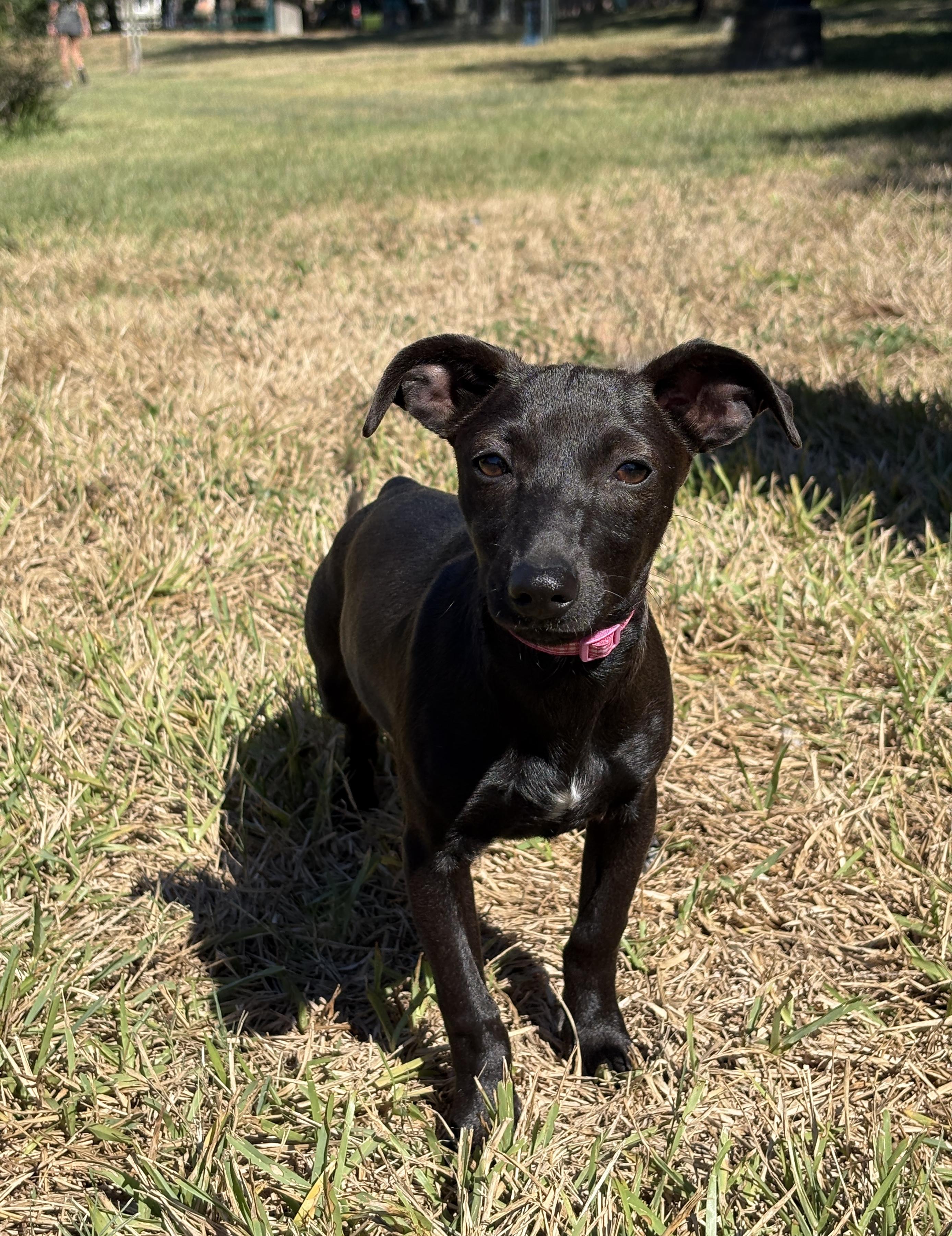 Enlarge GYPSY, a Adoptable mixed breed in Syracuse, NY image 3/6
