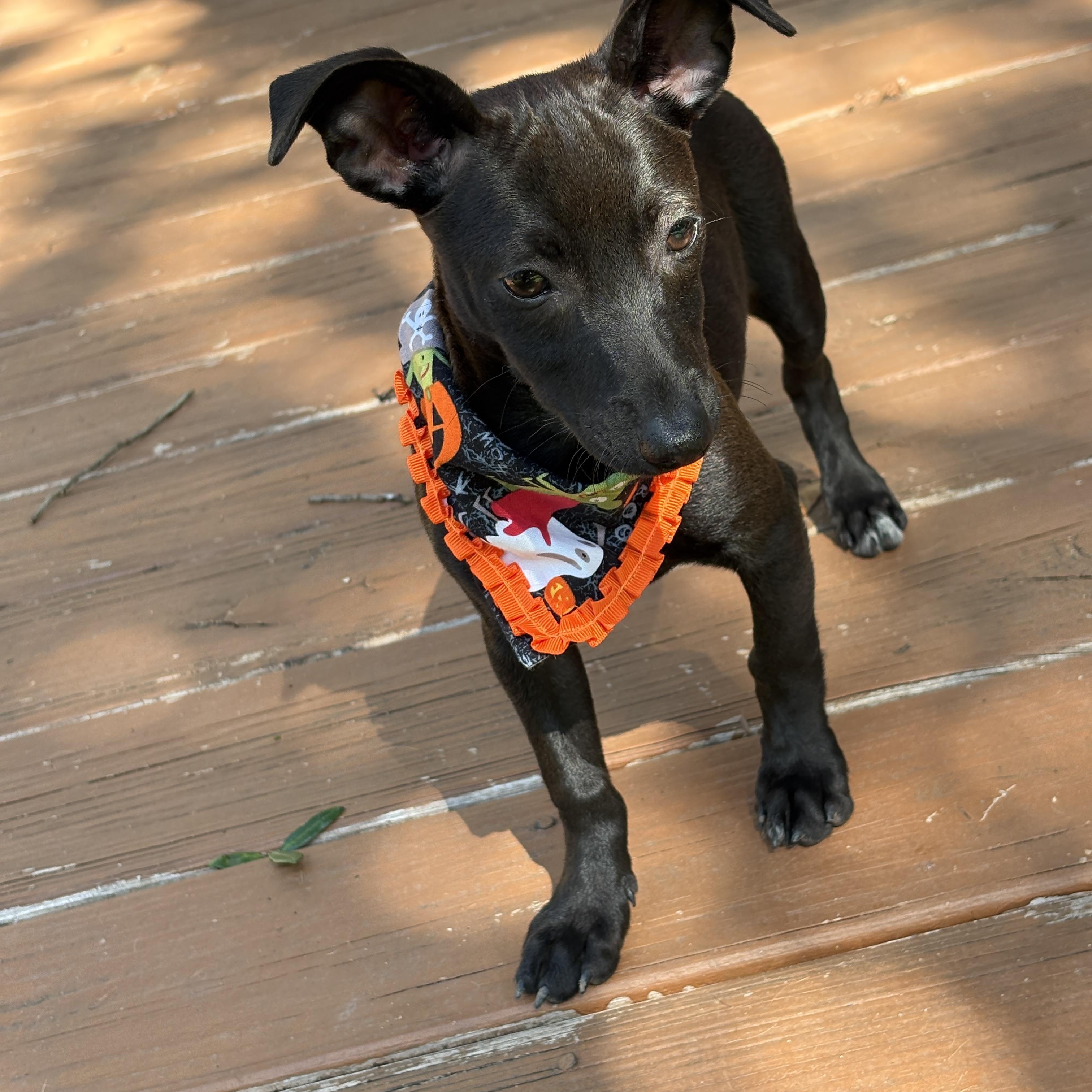 Enlarge GYPSY, a Adoptable mixed breed in Syracuse, NY image 6/6