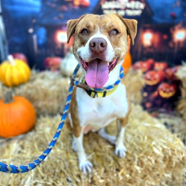 PENNY, Adoptable, Young Female Labrador Retriever & Mixed Breed.