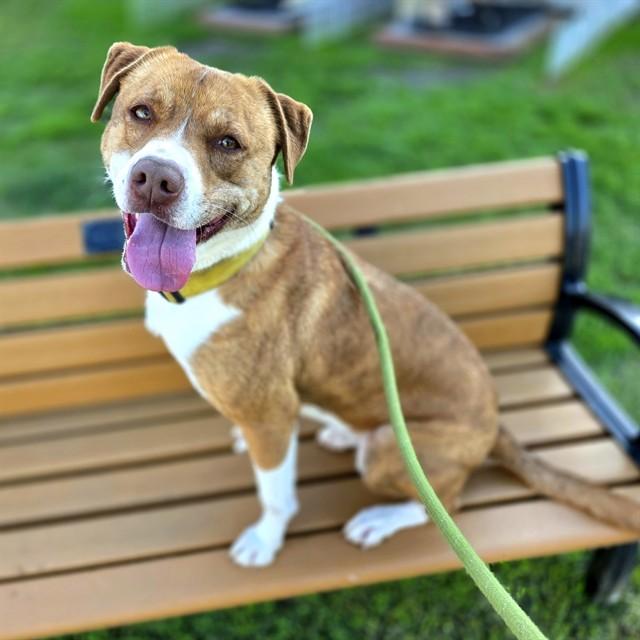 PENNY, Adoptable, Adult Female Labrador Retriever & Mixed Breed.