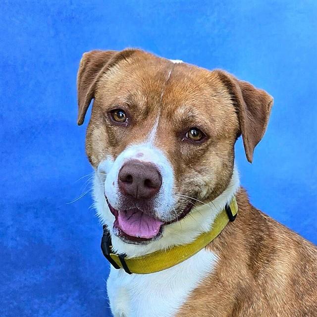 PENNY, Adoptable, Young Female Labrador Retriever & Mixed Breed.