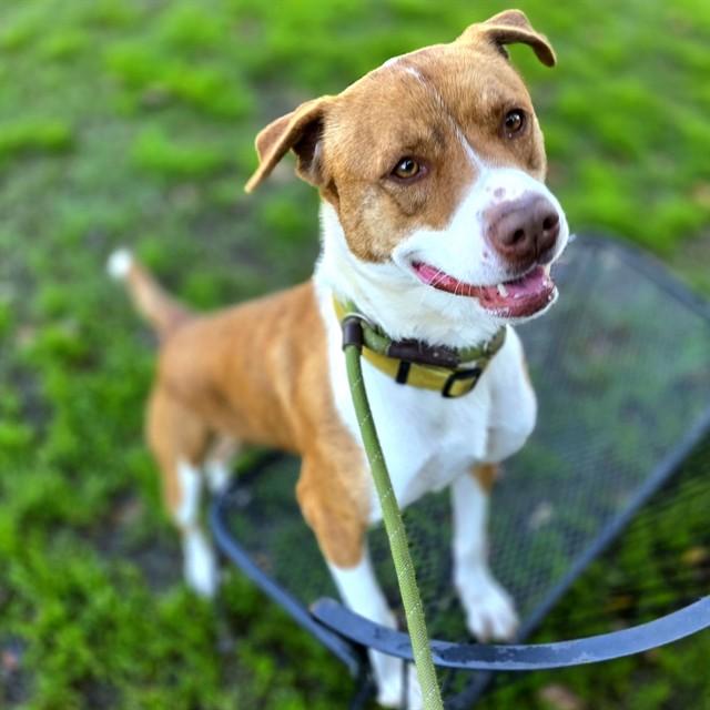 Enlarge PENNY, a Adoptable mixed breed in Long Beach, CA image 1/1