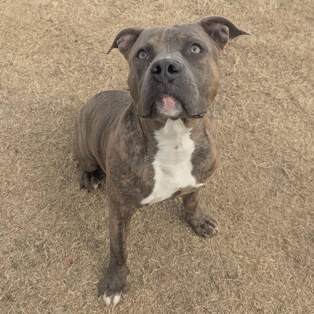 SNAT  Available NOW - ADOPTION or RESCUE!, Adoptable, Adult Male Mixed Breed.