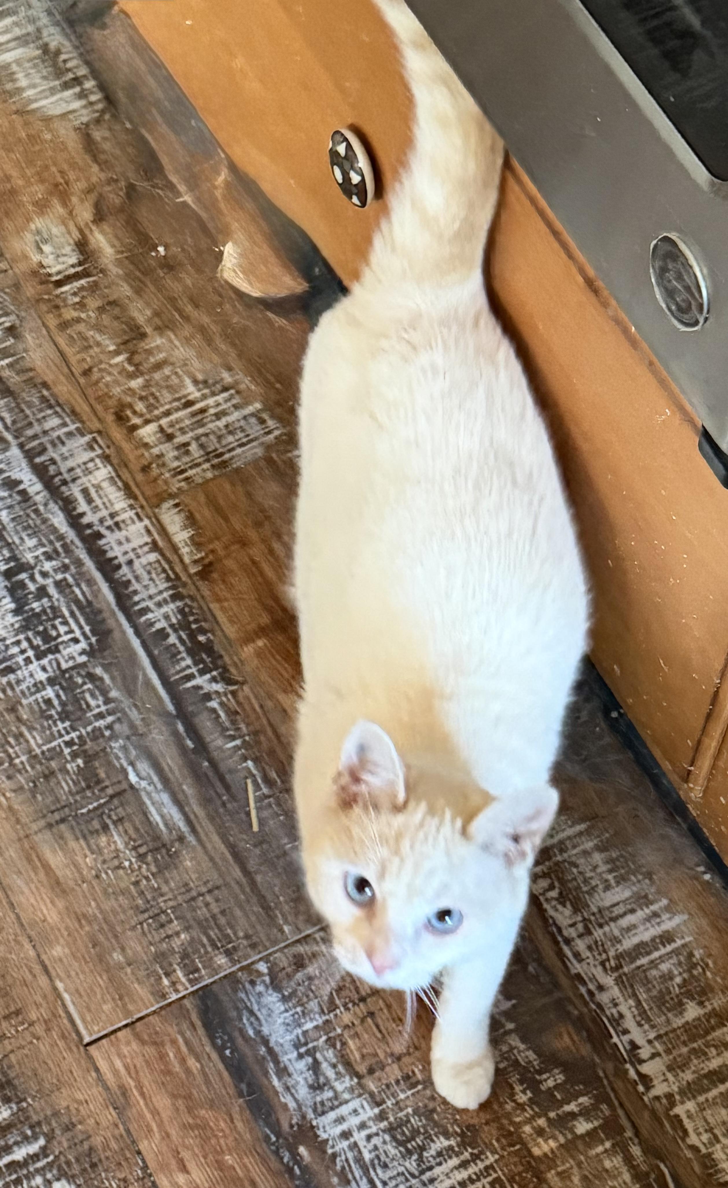 Enlarge SIMON, an adopted mixed breed in Churchville, PA image 3/3