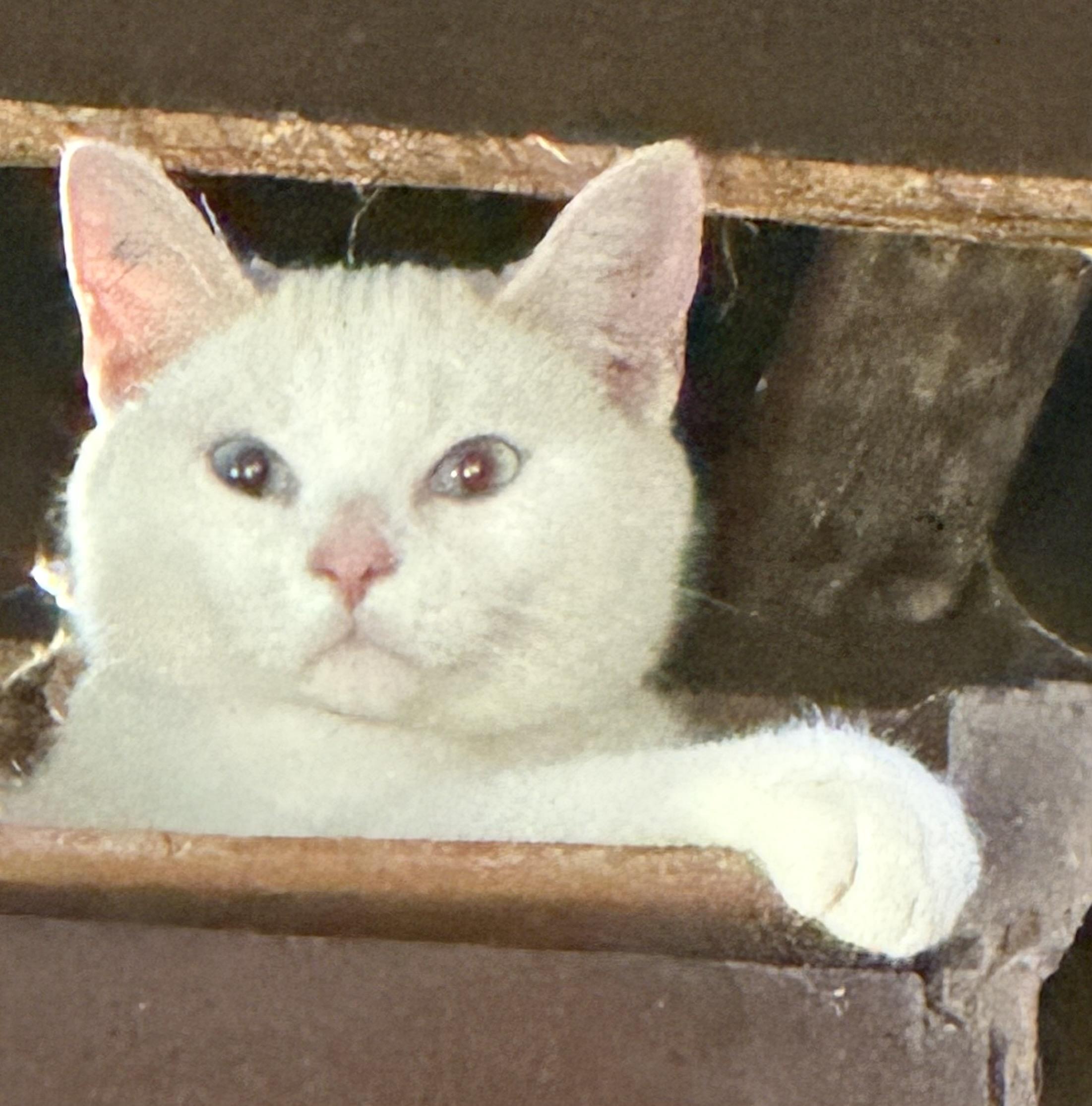 Enlarge SIMON, an adopted mixed breed in Churchville, PA image 2/3