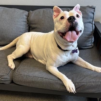 Enlarge Peppa, an adopted Mixed Breed in Lansing, MI image 2/2