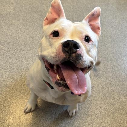 Enlarge Peppa, an adopted Mixed Breed in Lansing, MI image 1/2