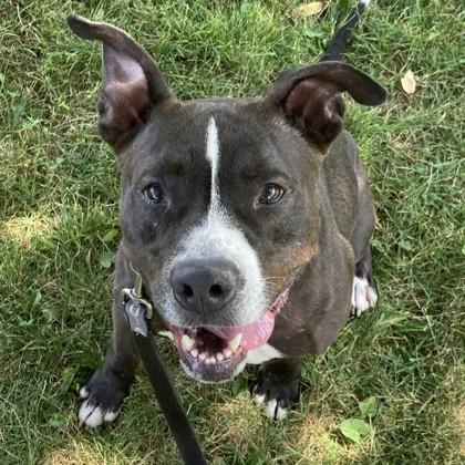 Enlarge Lily, a Adoptable mixed breed in Syracuse, NY image 1/4