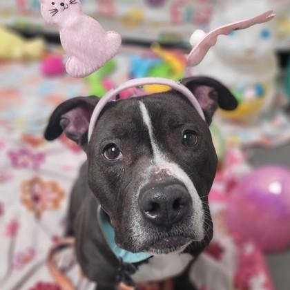 Enlarge Lily, a Adoptable mixed breed in Syracuse, NY image 4/4