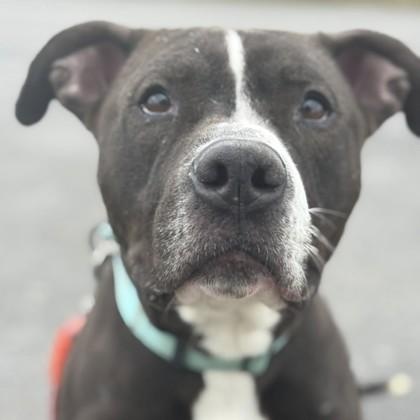 Enlarge Lily, a Adoptable mixed breed in Syracuse, NY image 3/4