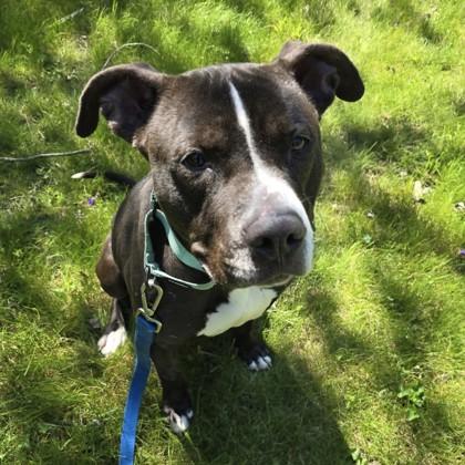 Lily, Adoptable, Adult Female Pit Bull Terrier.