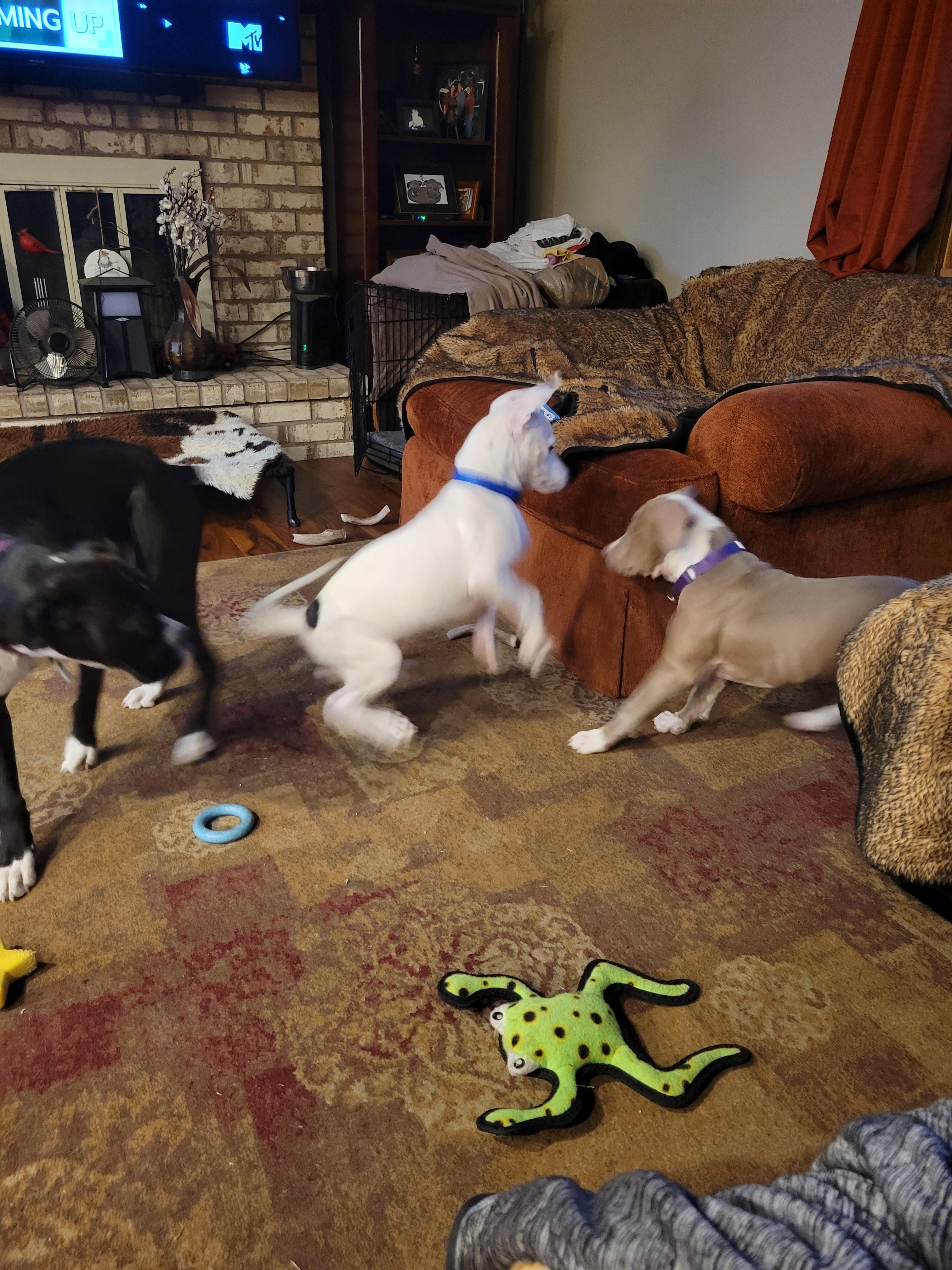 Walter, a Adopted mixed breed in Minneapolis, MN image 1/4