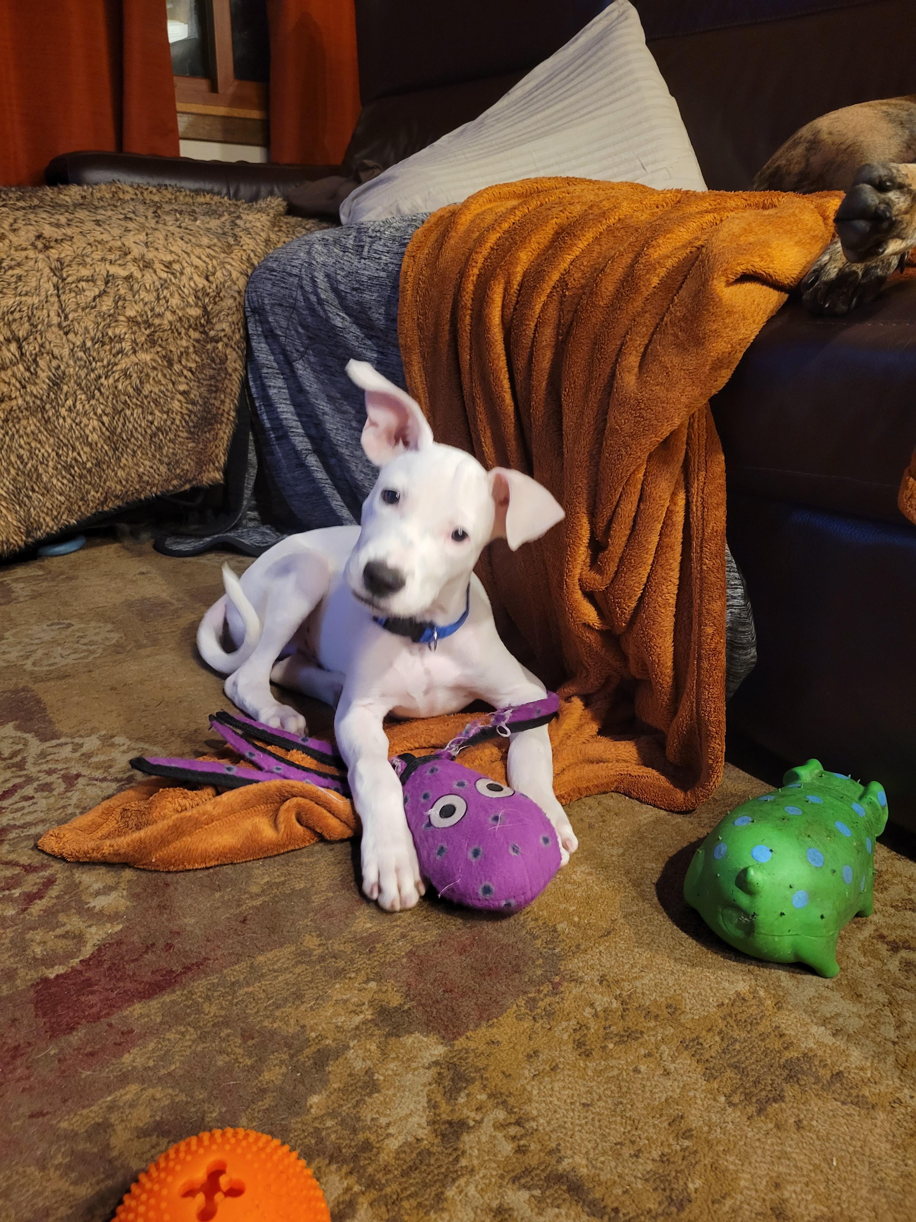 Walter, a Adopted mixed breed in Minneapolis, MN image 2/4