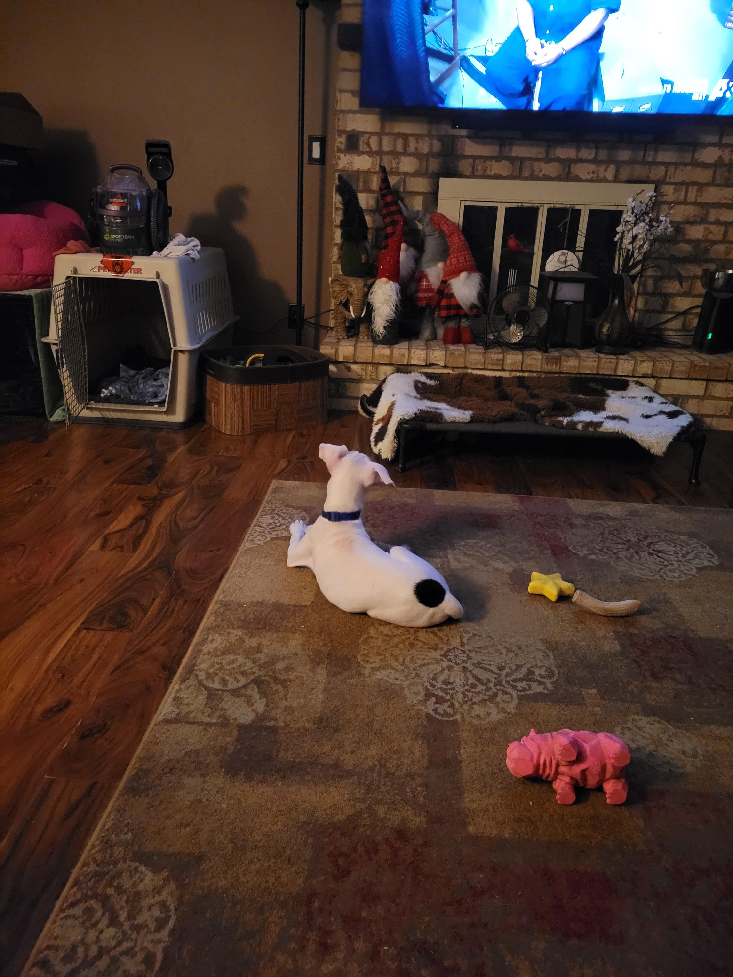 Walter, a Adopted mixed breed in Minneapolis, MN image 3/4