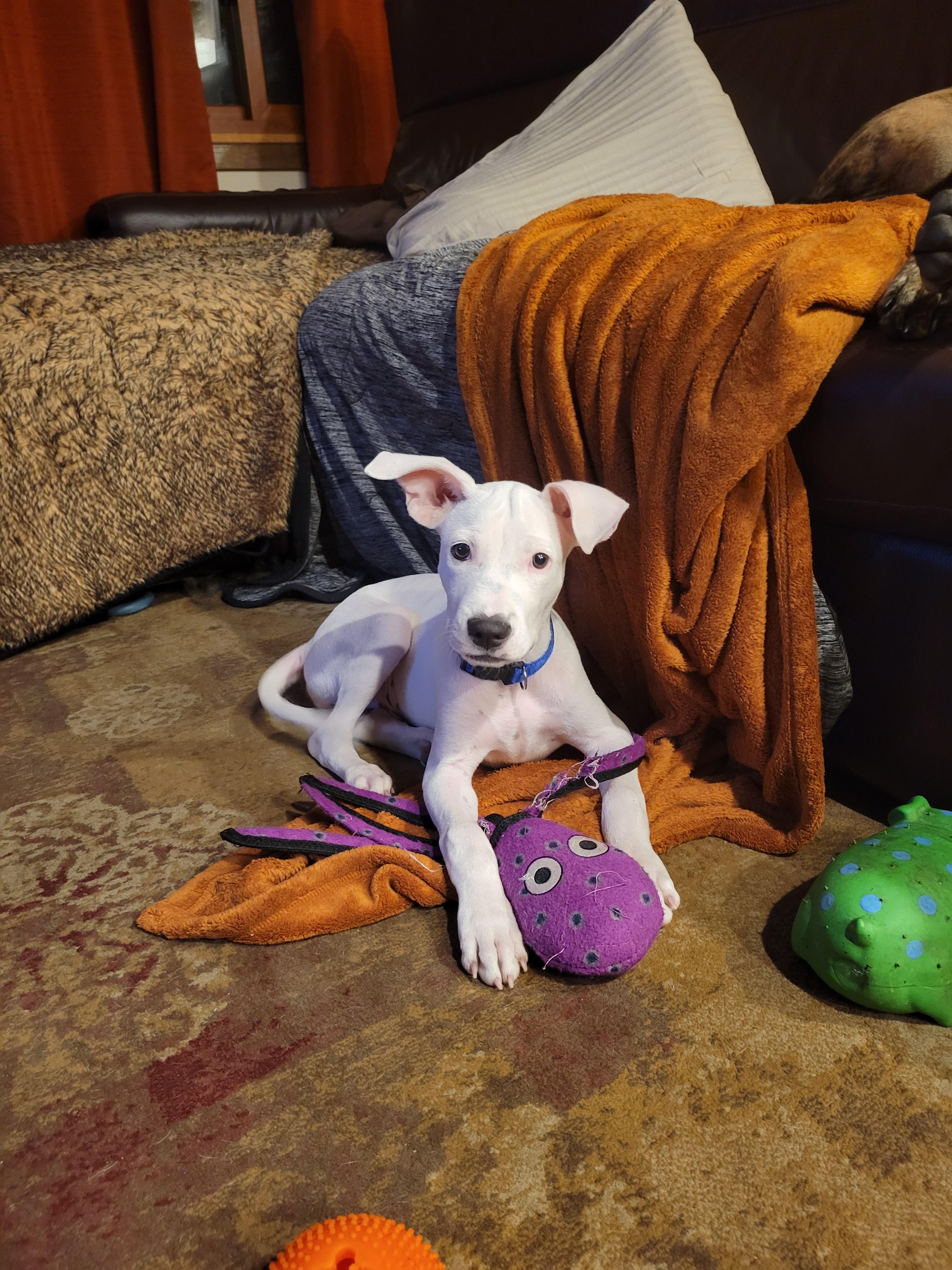 Walter, a Adopted mixed breed in Minneapolis, MN image 4/4