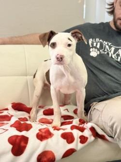 Enlarge Reed, a Adoptable mixed breed in Albany, GA image 1/6