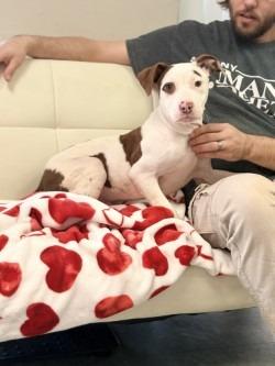 Enlarge Reed, a Adoptable mixed breed in Albany, GA image 2/6