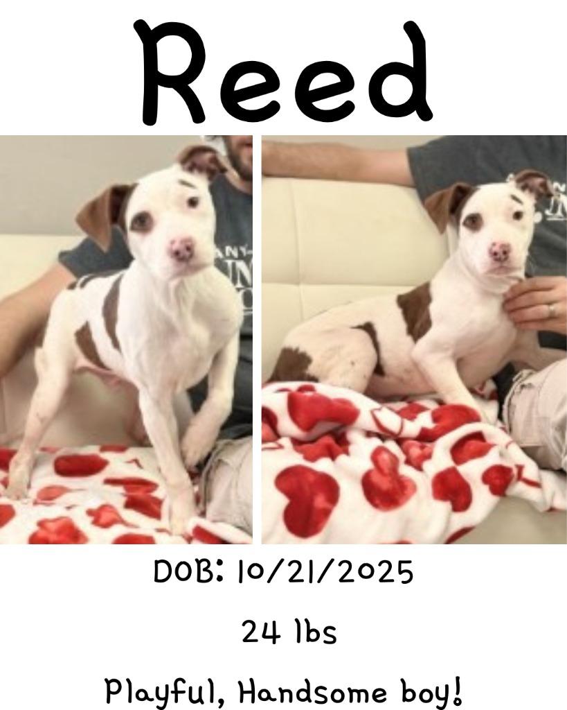 Enlarge Reed, a Adoptable mixed breed in Albany, GA image 3/6