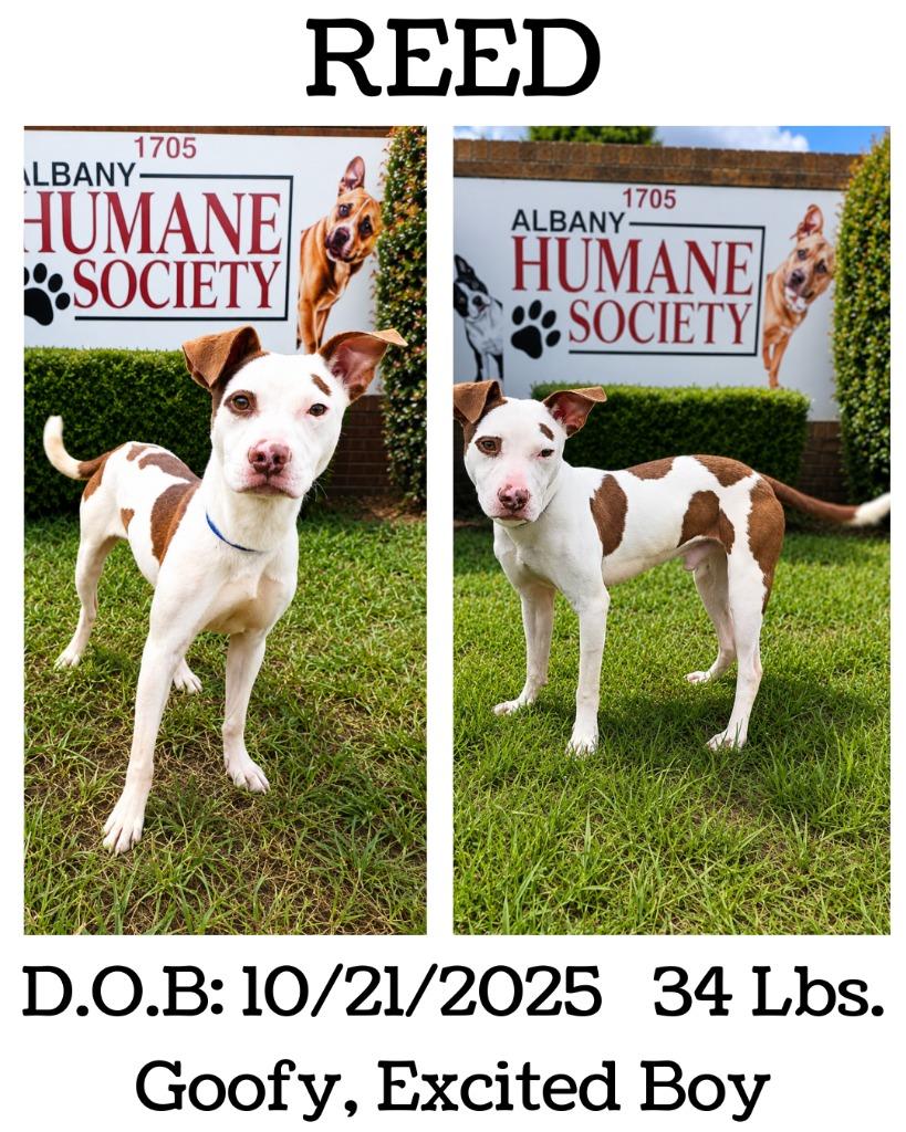 Reed, a Adoptable mixed breed in Albany, GA image 4/6