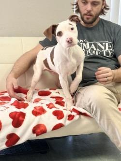 Enlarge Reed, a Adoptable mixed breed in Albany, GA image 6/6