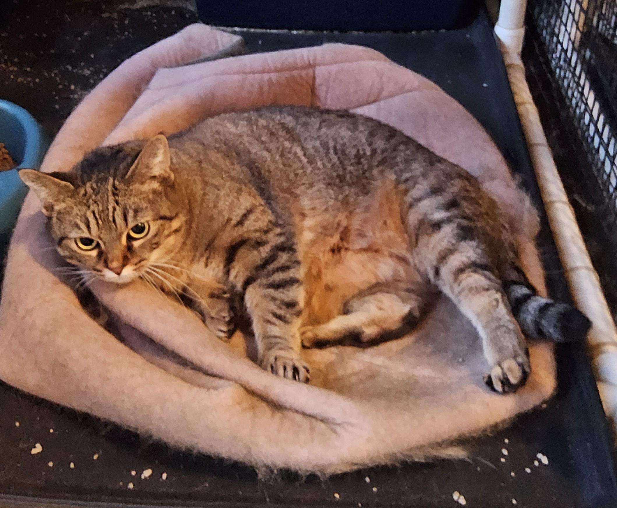 Enlarge Sleenky, a ADOPTABLE mixed breed in Westfield, IN image 1/1