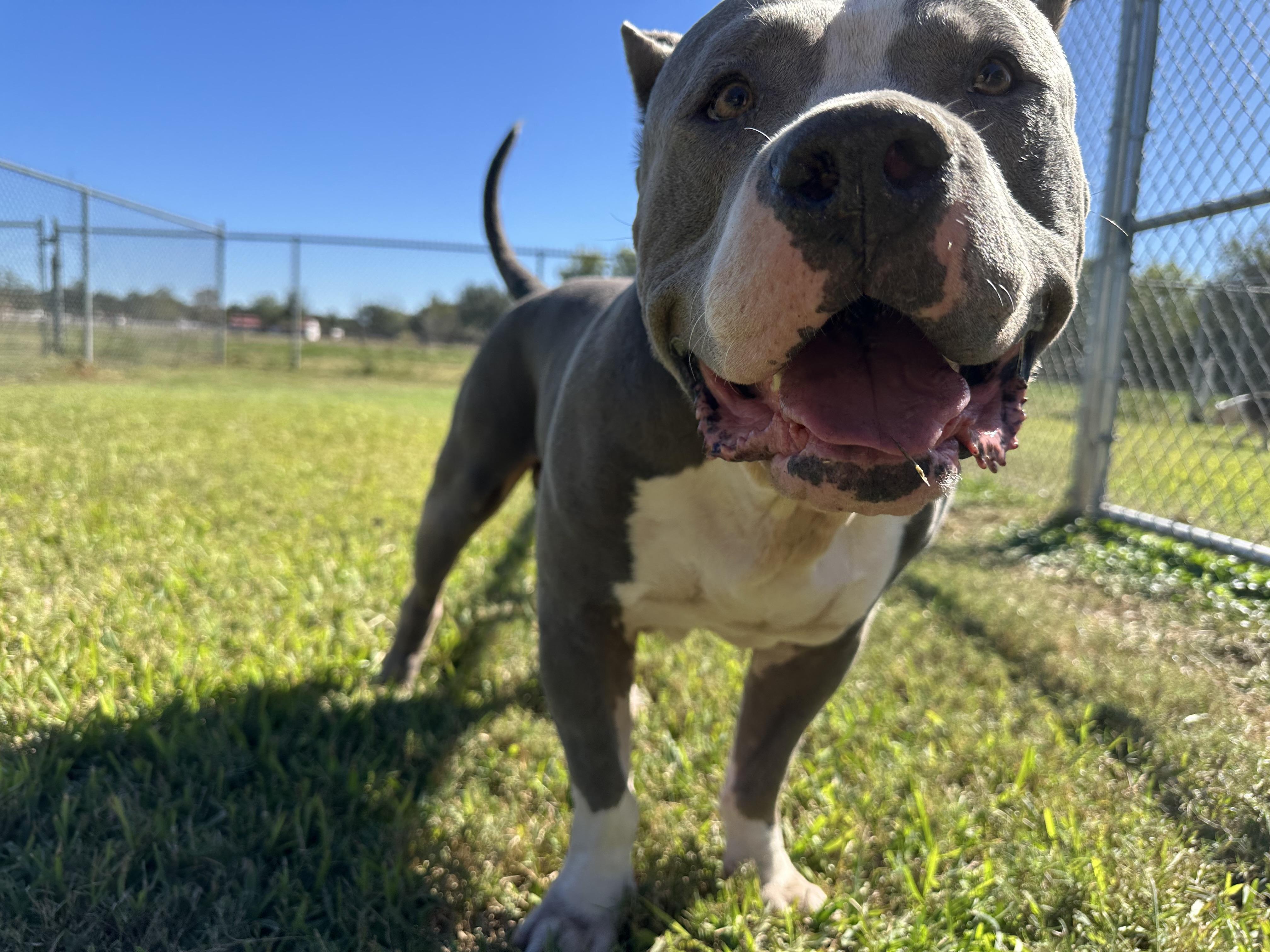 Haus, an adopted mixed breed in Richmond, TX image 2/6