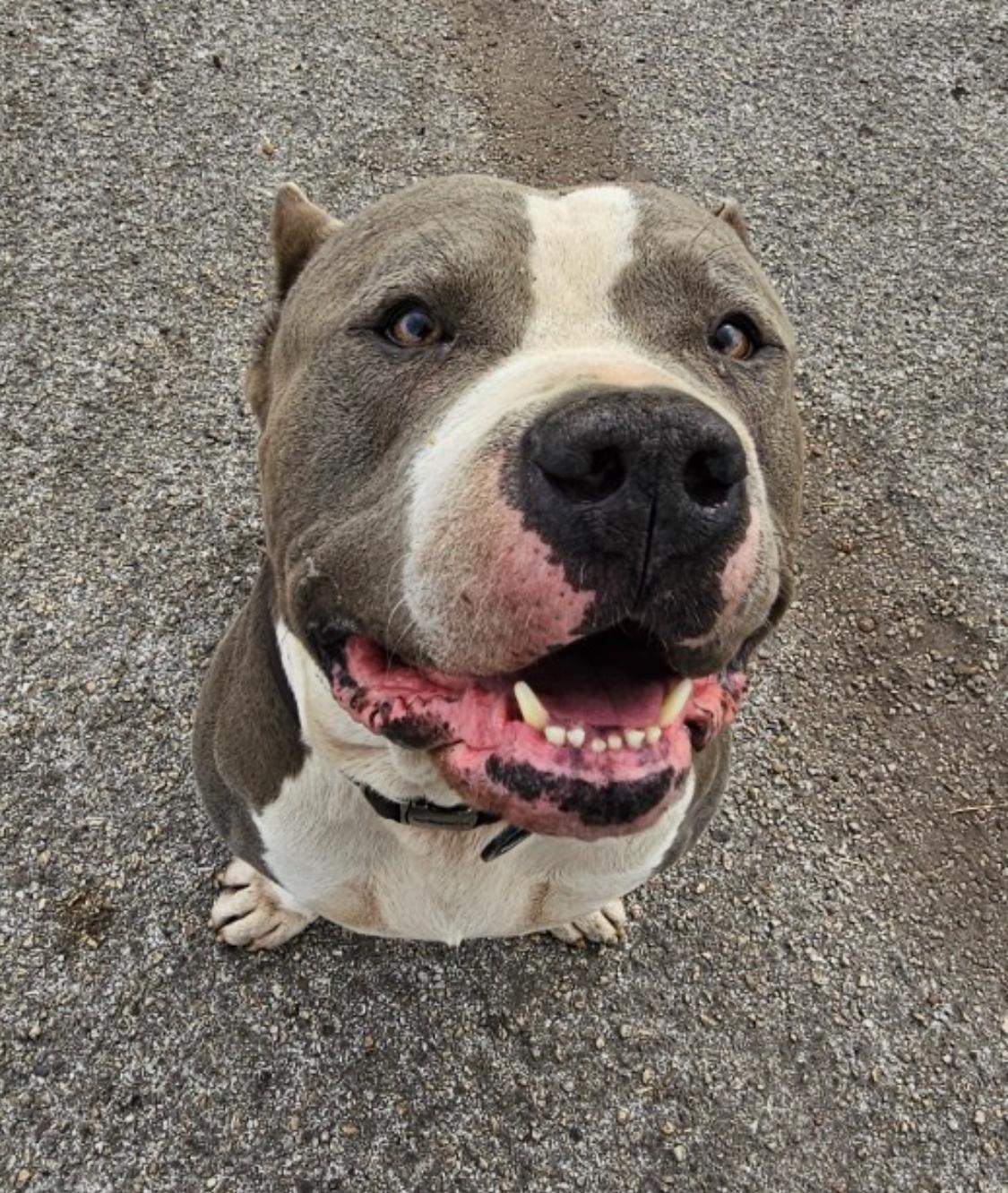 Haus, an adopted mixed breed in Richmond, TX image 6/6