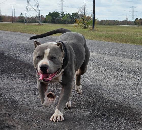 Haus, an adopted mixed breed in Richmond, TX image 5/6