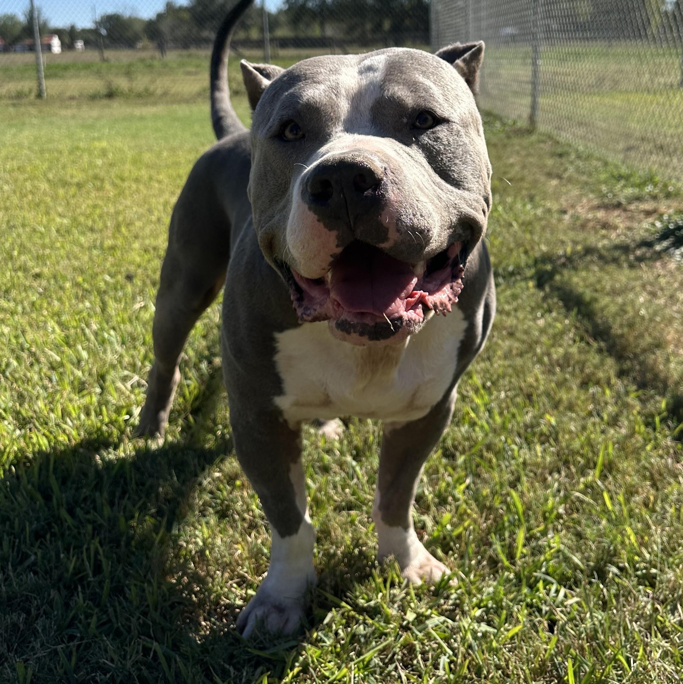 Haus, an adopted mixed breed in Richmond, TX image 3/6
