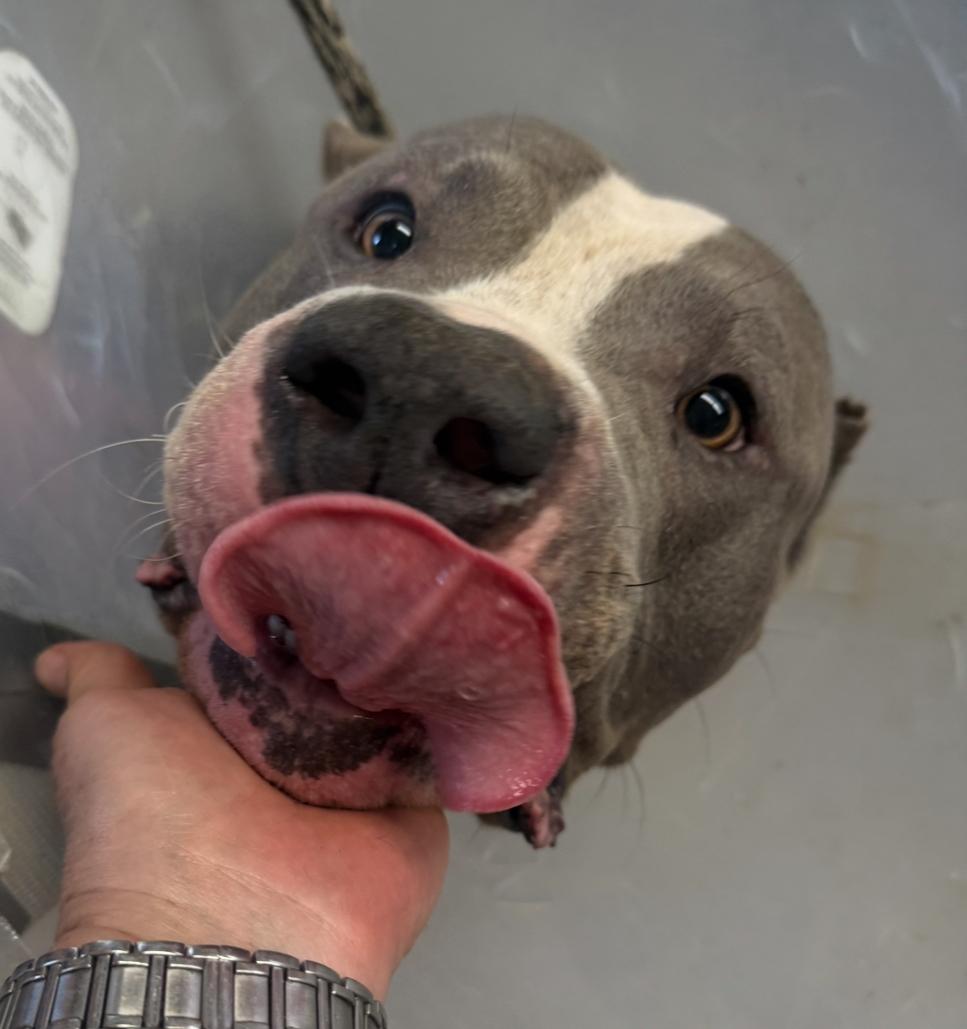 Haus, an adopted mixed breed in Richmond, TX image 1/6