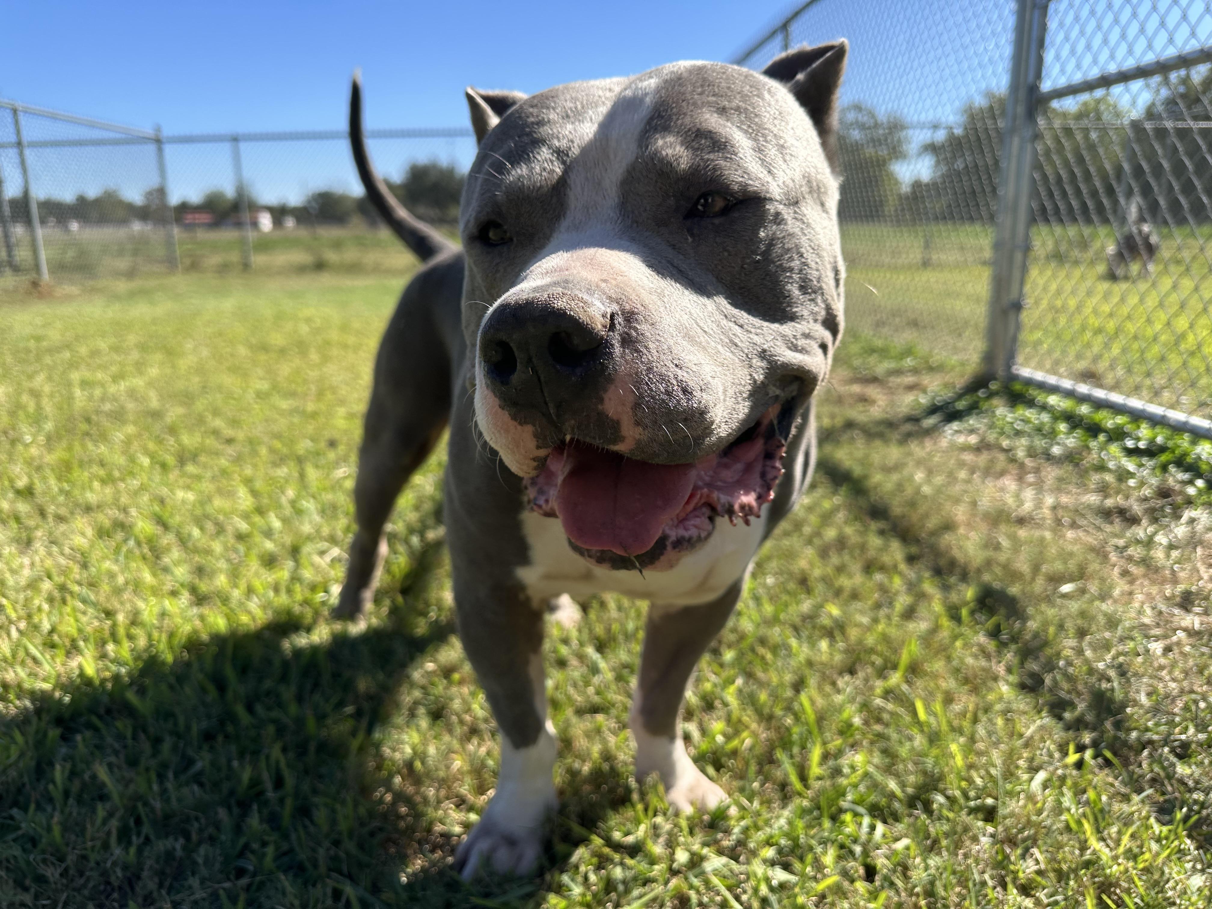 Haus, an adopted mixed breed in Richmond, TX image 4/6