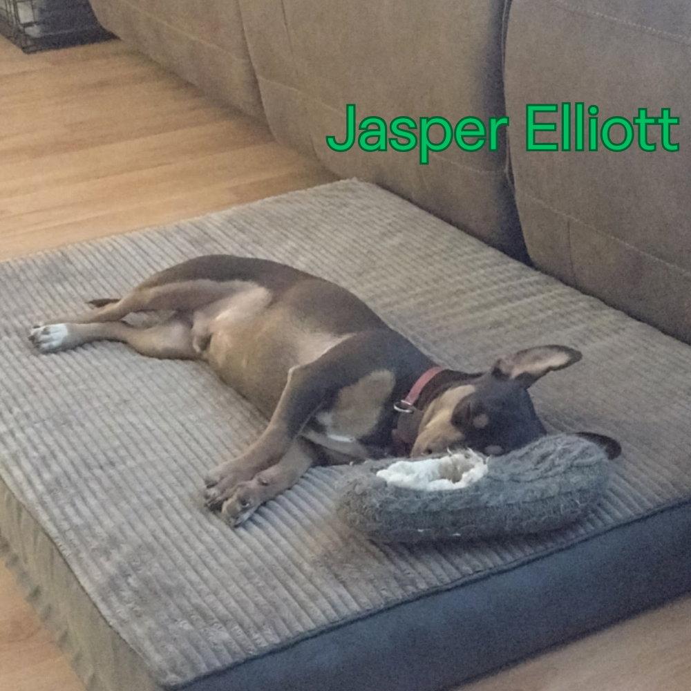 Jasper Elliott, Adopted, Adult Male Dachshund & Chihuahua.