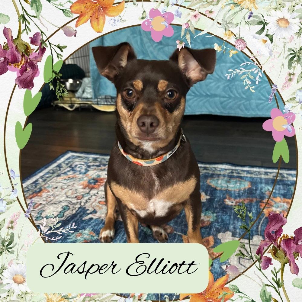 Jasper Elliott, a Adopted mixed breed in San Antonio, TX image 2/3