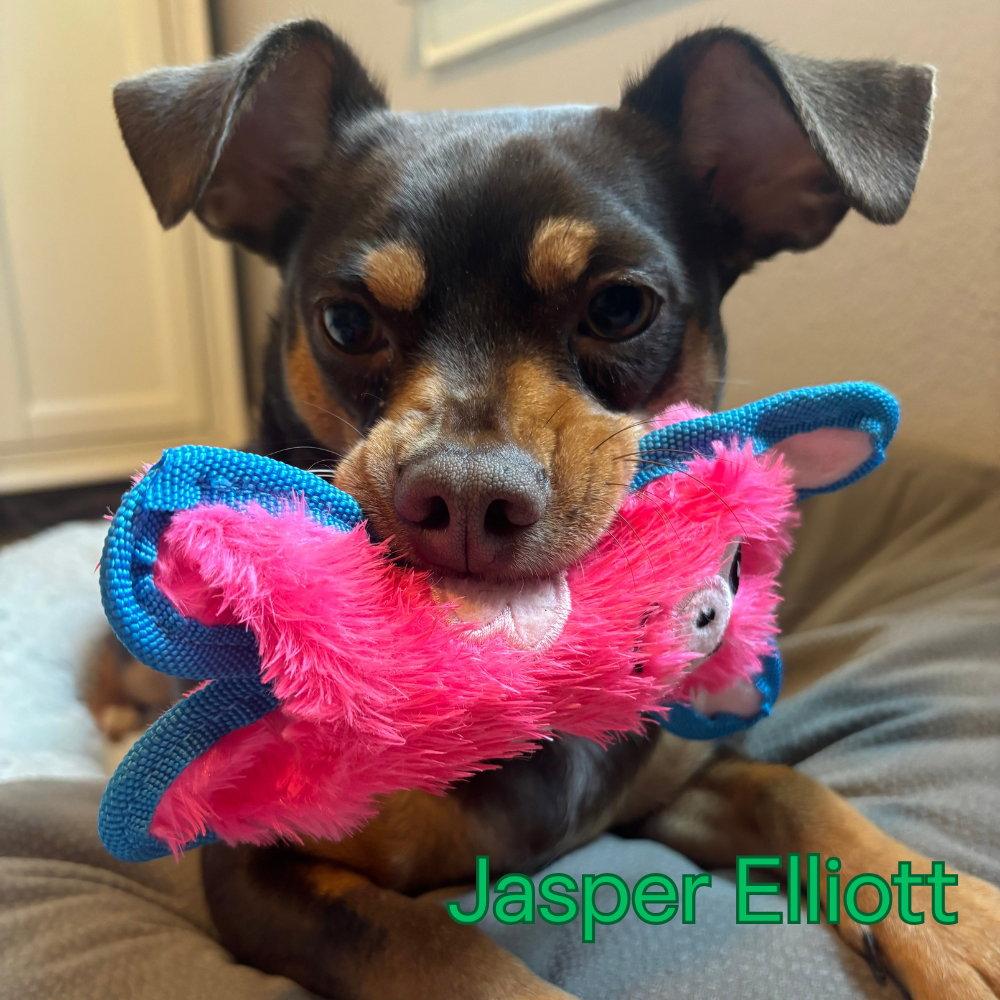 Jasper Elliott, a Adopted mixed breed in San Antonio, TX image 3/3