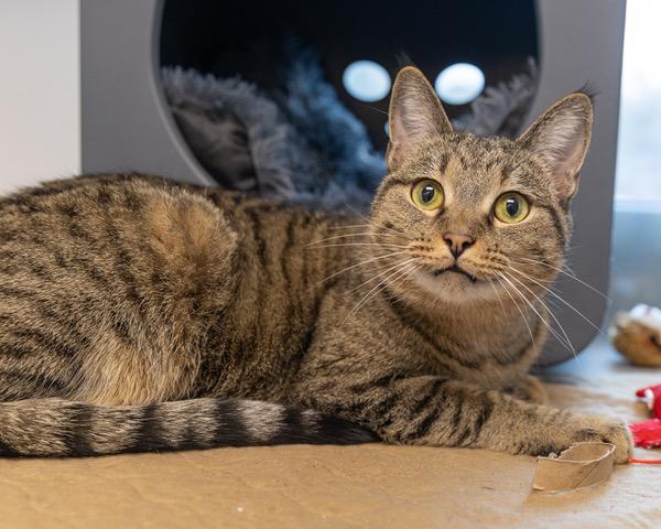 CARLY, Adoptable, Adult Female Domestic Short Hair.