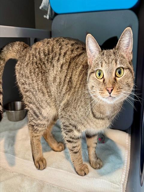 CARLY, Adoptable, Adult Female Domestic Short Hair.