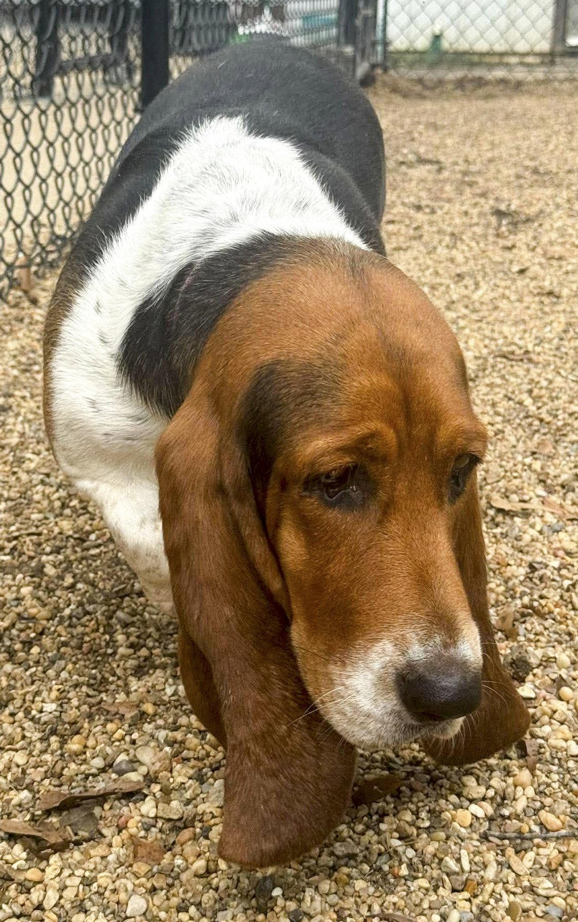 Enlarge MISSY, a Adoptable Basset Hound in Mays Landing, NJ image 3/3