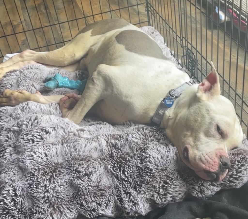DI 91 Muddy Patch HHS RRP- CB, Adoptable, Adult Male Pit Bull Terrier.